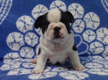 フレンチブルドッグ【佐賀県・女の子・2015年7月21日・パイド】の写真「まるまる骨量抜群のフレンチブルドッグです♪♪」