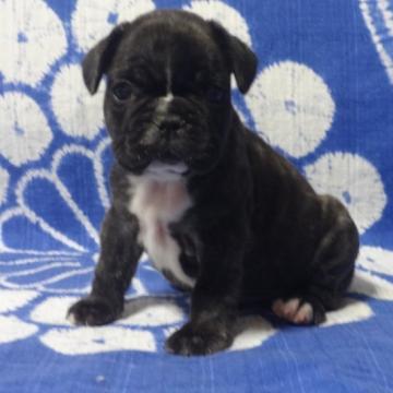 フレンチブルドッグ【佐賀県・男の子・2022年7月12日・ブリンドル】の写真「とっても可愛い男の子です。(^-^)」