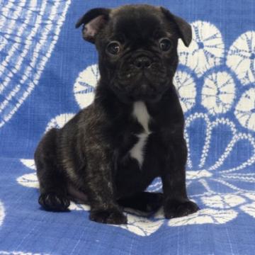 フレンチブルドッグ【佐賀県・男の子・2022年5月24日・ブリンドル】の写真「とっても可愛い男の子です。(^-^)」