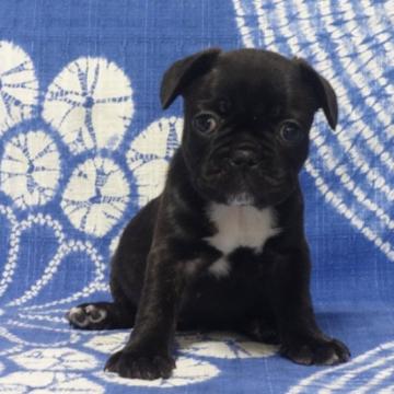 フレンチブルドッグ【佐賀県・女の子・2022年5月24日・ブリンドル】の写真「とっても可愛い女の子です。(^-^)」