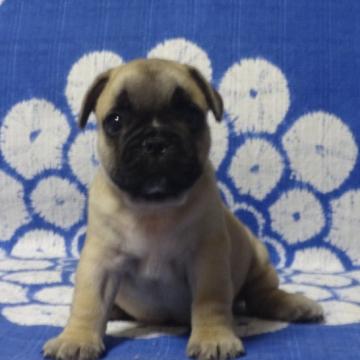 フレンチブルドッグ【佐賀県・男の子・2022年7月12日・フォーン】の写真「丸々コロコロどっしりしていてとっても可愛いですよ♪」