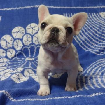 フレンチブルドッグ【佐賀県・女の子・2022年9月26日・クリーム】の写真「丸々コロコロどっしりしていてとっても可愛いですよ♪」