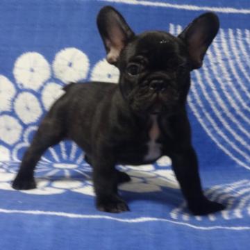 フレンチブルドッグ【佐賀県・男の子・2022年6月27日・ブリンドル】の写真「とっても可愛い男の子です。(^-^)」