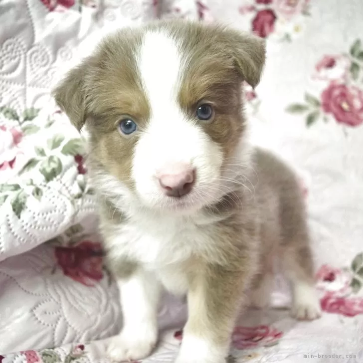 ID:2507-01715の子犬