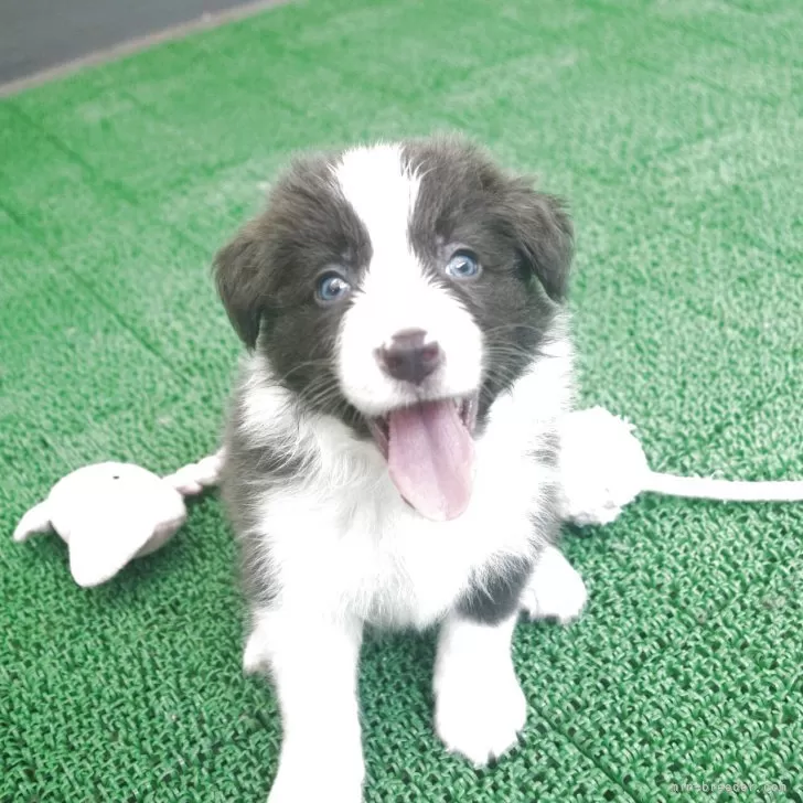 べーちゃん 様のお迎えした子犬