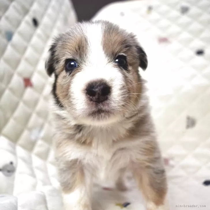 ID:2507-01703の子犬