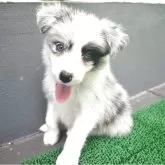ボーダーコリー