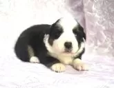 ボーダーコリー【奈良県・男の子・2024年12月24日・トライ】の写真2