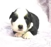 ボーダーコリー【奈良県・男の子・2024年12月24日・トライ】の写真3