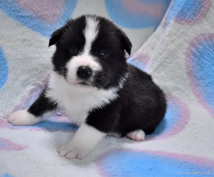 ID：1809-00250の子犬