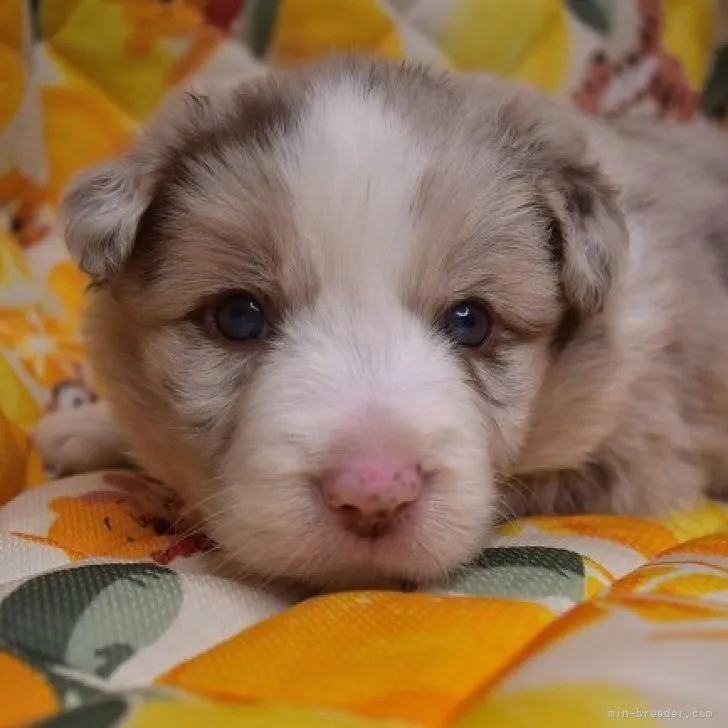 ID：2303-01733の子犬