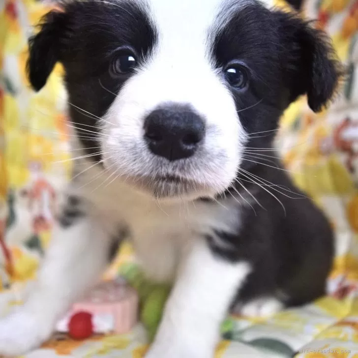 ID:2401-00392の子犬