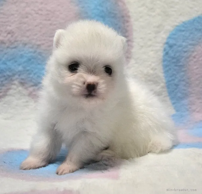 ID:2108-03128の子犬