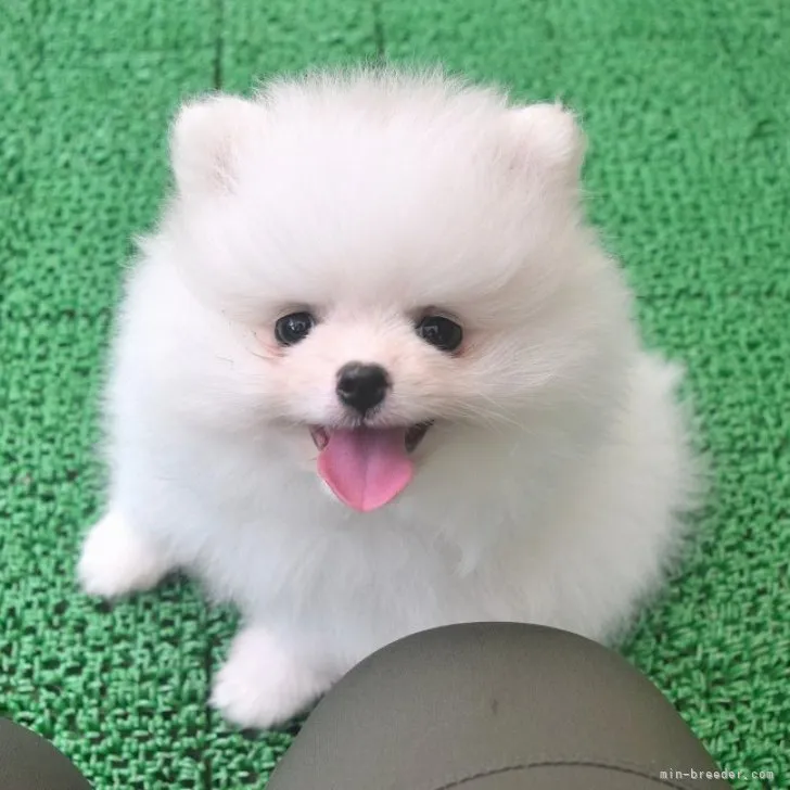 ID：2304-05156の子犬