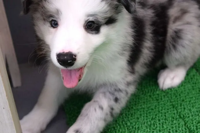 ID:1408-00886の子犬