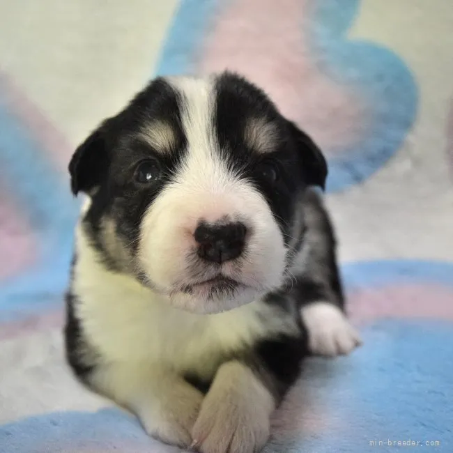 ID：2111-01293の子犬