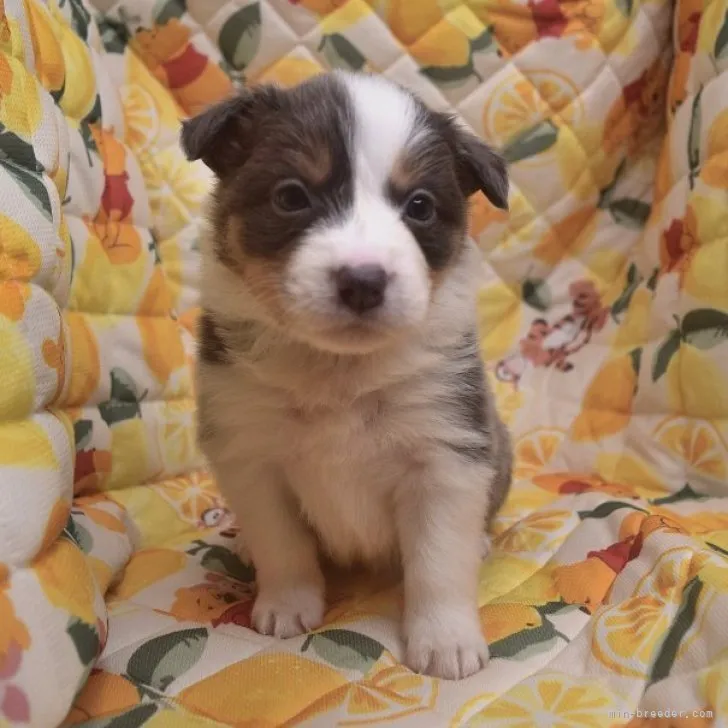 ID:2302-03598の子犬