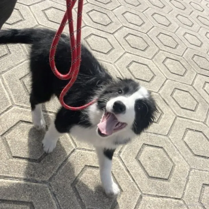 ID:2210-03791の子犬