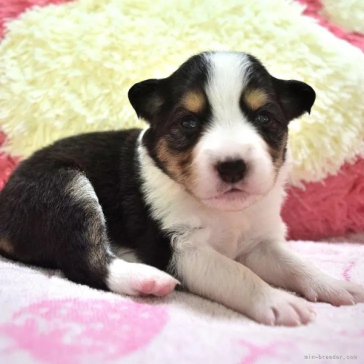 ID：2210-03744の子犬