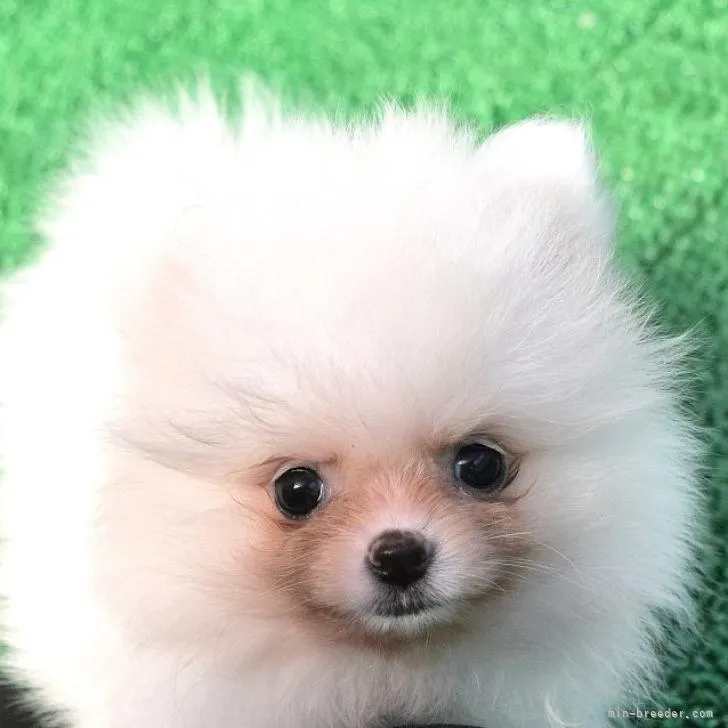 ID:2209-01021の子犬