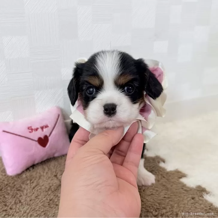 らくそら 様のお迎えした子犬