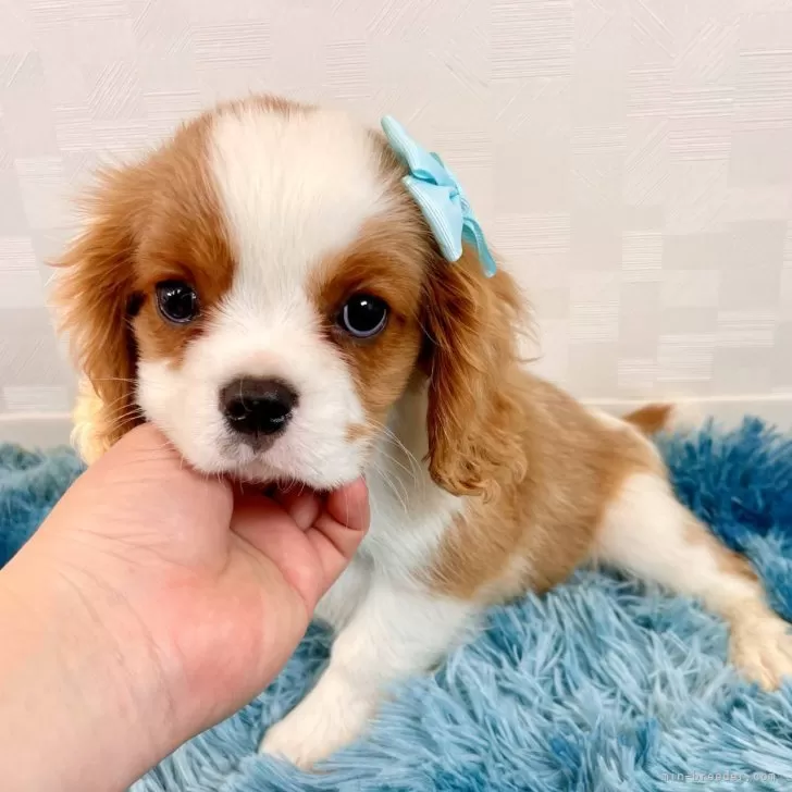 ID:2412-04667の子犬