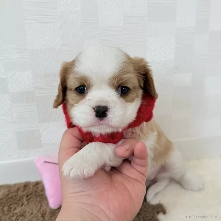M.M 様のお迎えした子犬