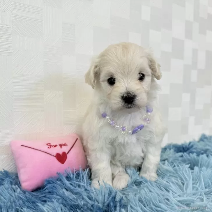 みーみー 様のお迎えした子犬