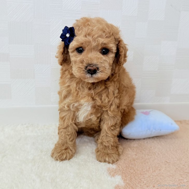 M.A 様のお迎えした子犬