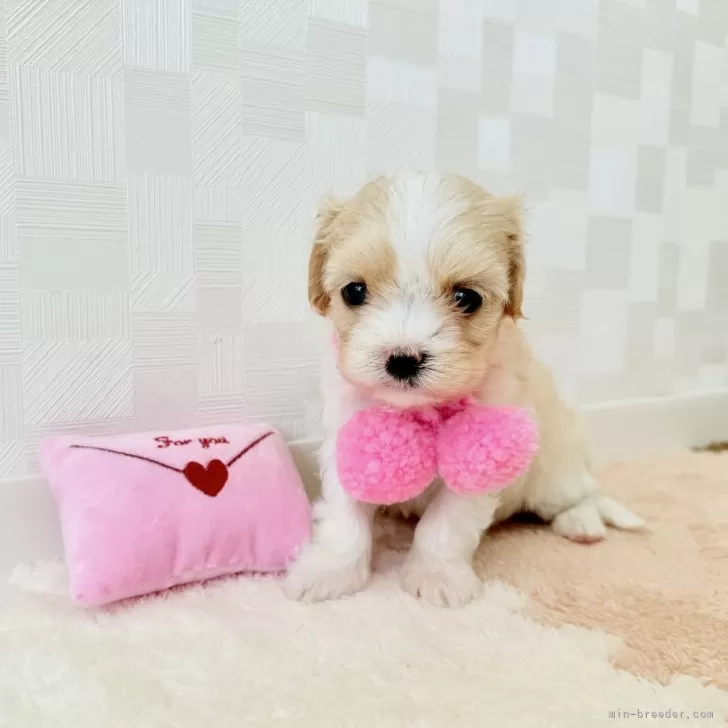 ID：2505-01774の子犬