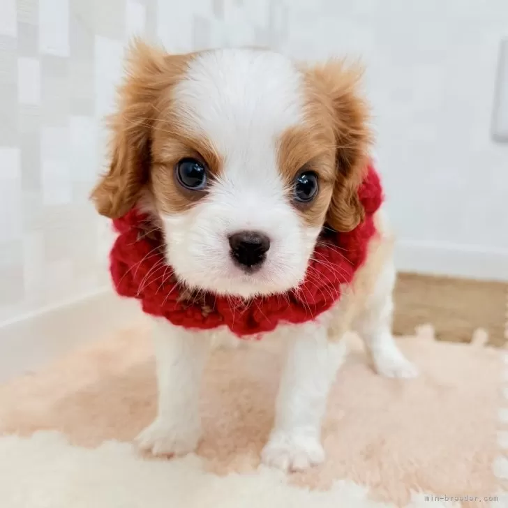ID：2503-07291の子犬