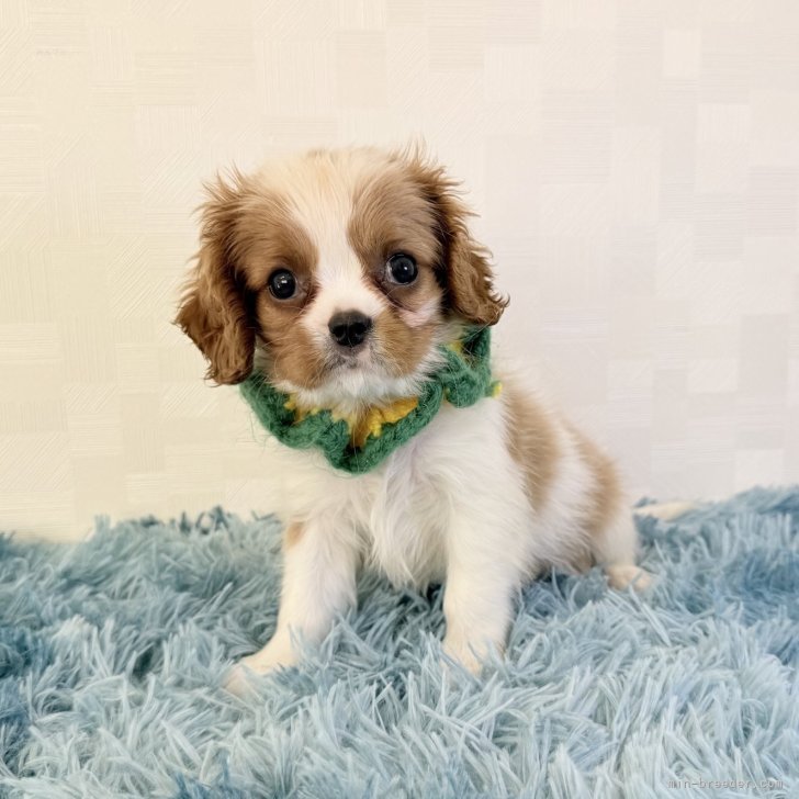 ブリーダー画像