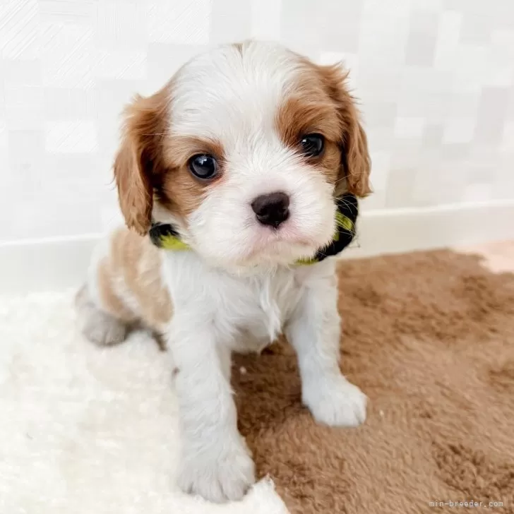 ID:2504-00613の子犬