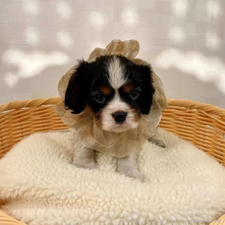 ID：2412-02960の子犬