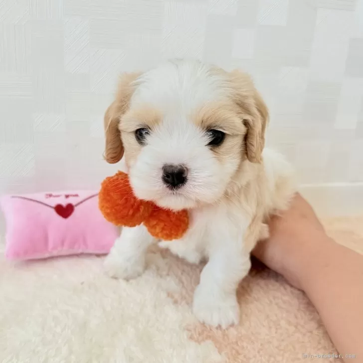 ID：2505-01773の子犬
