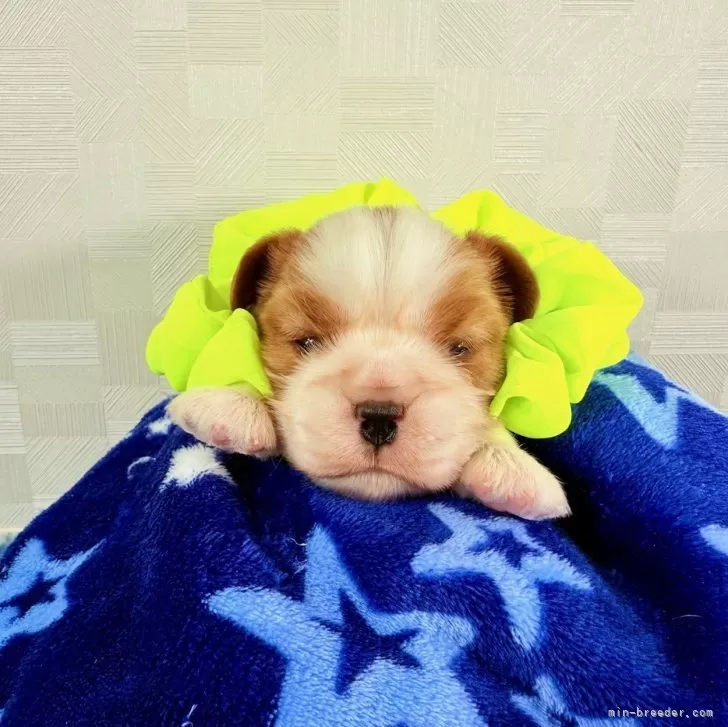 ID：2502-04813の子犬