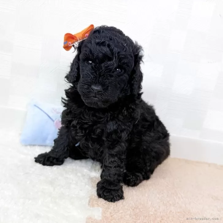 ID：2507-01283の子犬