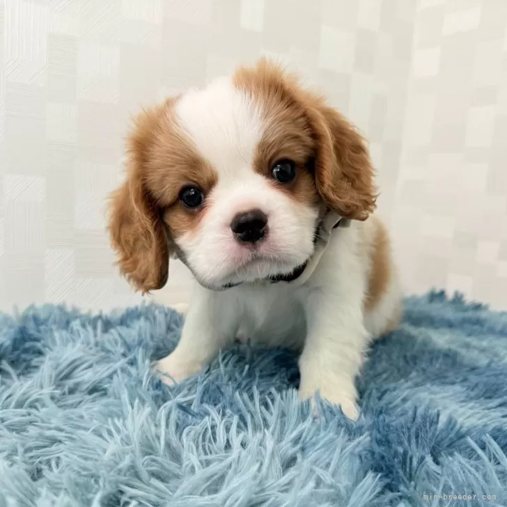 ID：2508-02087の子犬