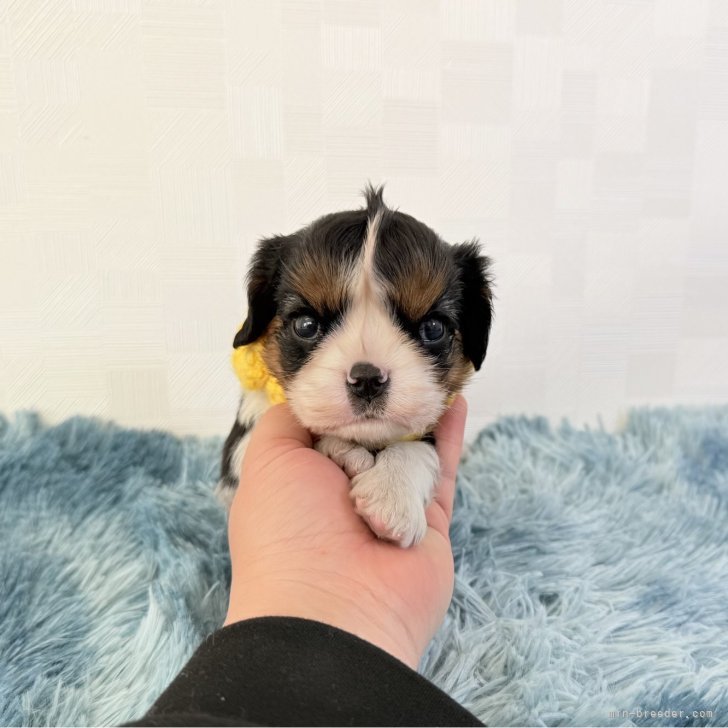 ブリーダー画像