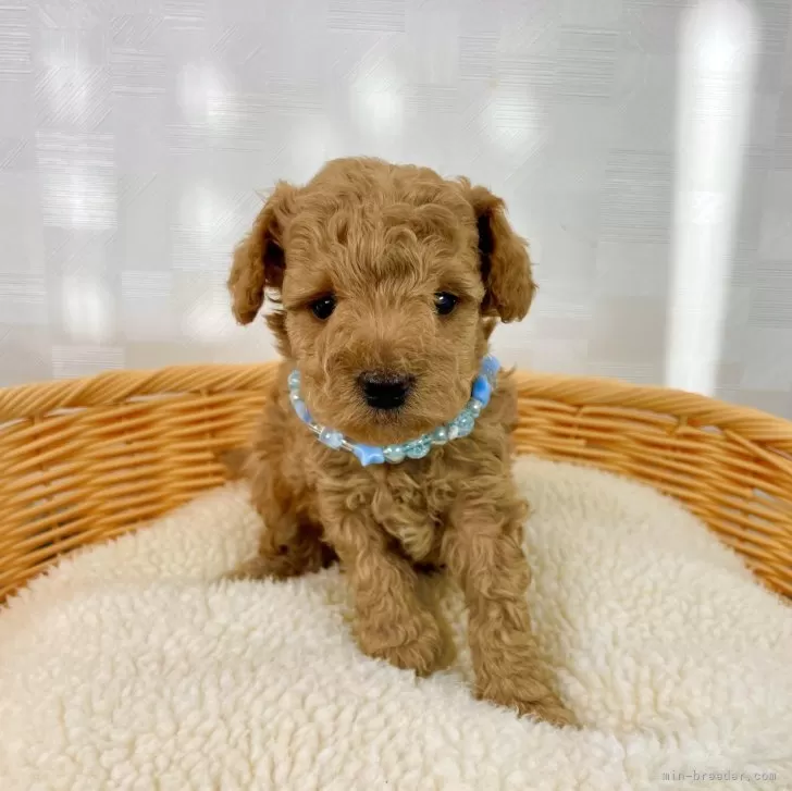 ID：2412-06748の子犬