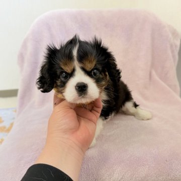 キャバリア【埼玉県・女の子・2025年10月11日・トライカラー】の写真「とっても可愛い女の子♡」