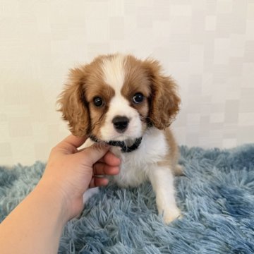 キャバリア【埼玉県・男の子・2025年9月22日・ブレンハイム】の写真「父JKCチャンピオン👑とっても可愛い男の子♤」