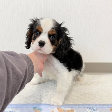 キャバリア【埼玉県・男の子・2025年8月11日・トライカラー】の写真「人気のトライカラーの男の子♤」