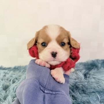 キャバリア【埼玉県・女の子・2025年9月22日・ブレンハイム】の写真「父JKCチャンピオン👑とっても可愛い女の子♡」