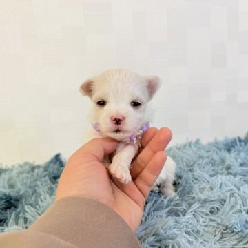 マルチーズ【埼玉県・女の子・2025年10月18日・ホワイト】の写真「とっても可愛い女の子♡」