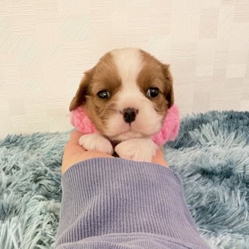 キャバリア【埼玉県・女の子・2025年9月23日・ブレンハイム】の写真「父インターCH👑とっても可愛い女の子♡」