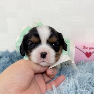 キャバリア【埼玉県・女の子・2025年8月11日・トライカラー】の写真「人気のトライカラーの女の子♡」