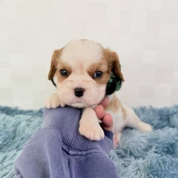 キャバリア【埼玉県・男の子・2025年9月22日・ブレンハイム】の写真「父JKCチャンピオン👑とっても可愛い男の子♤」