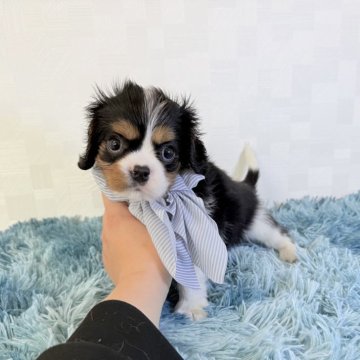 キャバリア【埼玉県・男の子・2025年9月10日・トライカラー】の写真「小柄でとっても可愛い男の子♤」