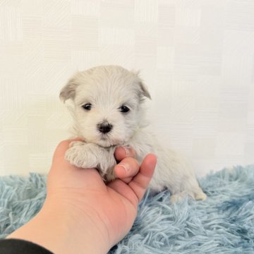 マルチーズ【埼玉県・女の子・2025年10月18日・ホワイト】の写真「とっても可愛い女の子♡」